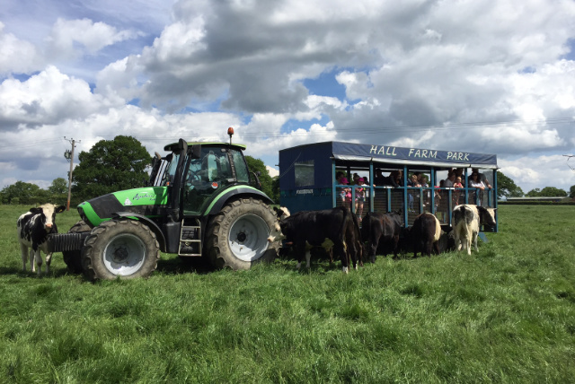 tractor ride with cows nearby
